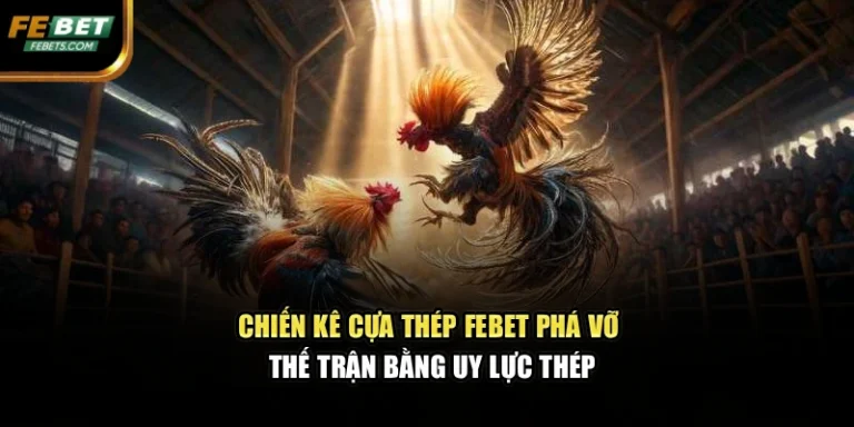 Chiến Kê Cựa Thép FEBET Phá Vỡ Thế Trận Bằng Uy Lực Thép