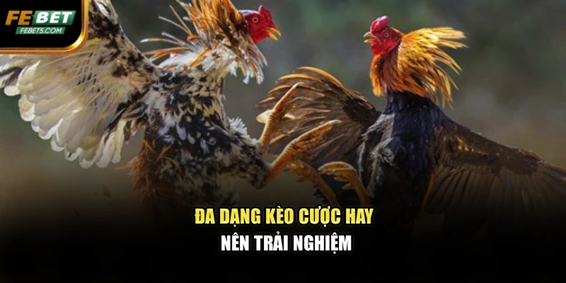 Đa dạng kèo cược hay nên trải nghiệm