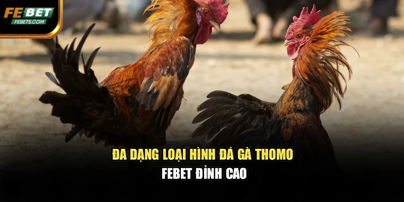 Đa dạng loại hình đá gà Thomo FEBET đỉnh cao