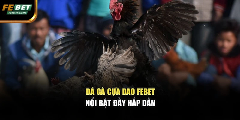Đá gà cựa dao FEBET nổi bật đầy hấp dẫn