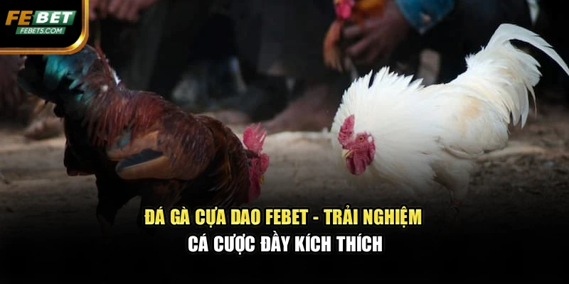Đá Gà Cựa Dao FEBET - Trải Nghiệm Cá Cược Đầy Kích Thích