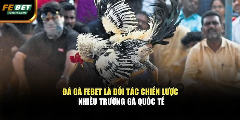 Đá gà Febet là đối tác chiến lược nhiều trường gà quốc tế