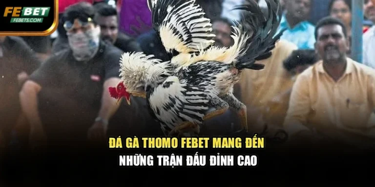 Đá Gà Thomo FEBET Mang Đến Những Trận Đấu Đỉnh Cao