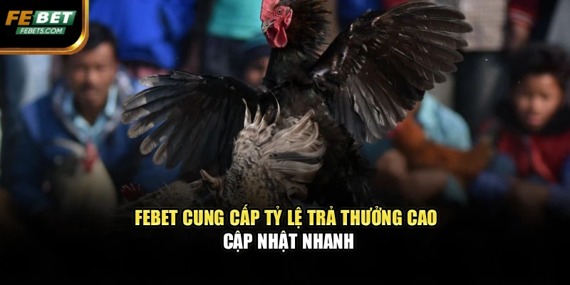 FEBET cung cấp tỷ lệ trả thưởng cao, cập nhật nhanh