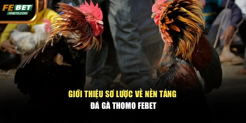 Giới thiệu sơ lược về nền tảng đá gà Thomo FEBET