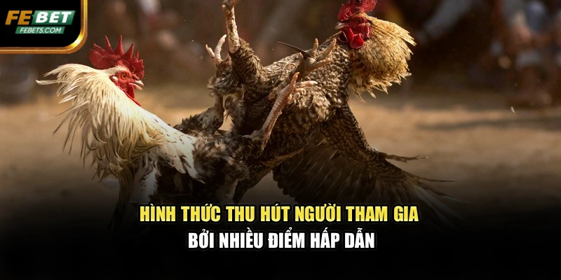 Hình thức thu hút người tham gia bởi nhiều điểm hấp dẫn