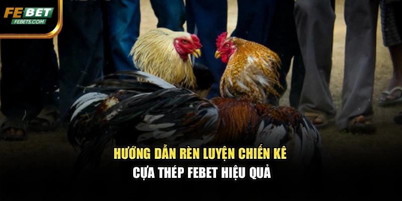Hướng dẫn rèn luyện chiến kê cựa thép FEBET hiệu quả