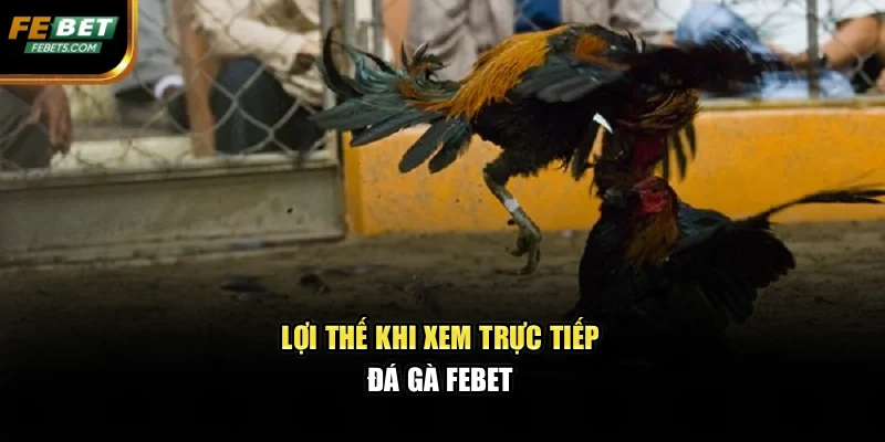Lợi thế khi xem trực tiếp đá gà FEBET