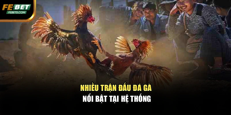 Nhiều trận đấu đá gà nổi bật tại hệ thống