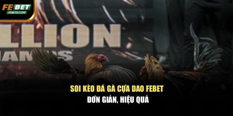 Soi kèo đá gà cựa dao FEBET đơn giản, hiệu quả