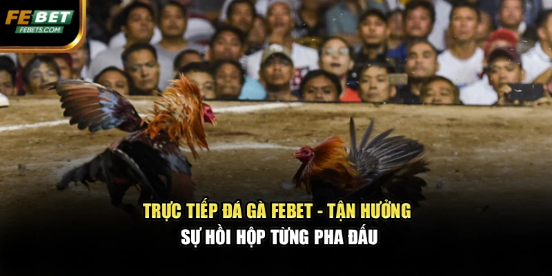 Trực Tiếp Đá Gà FEBET - Tận Hưởng Sự Hồi Hộp Từng Pha Đấu