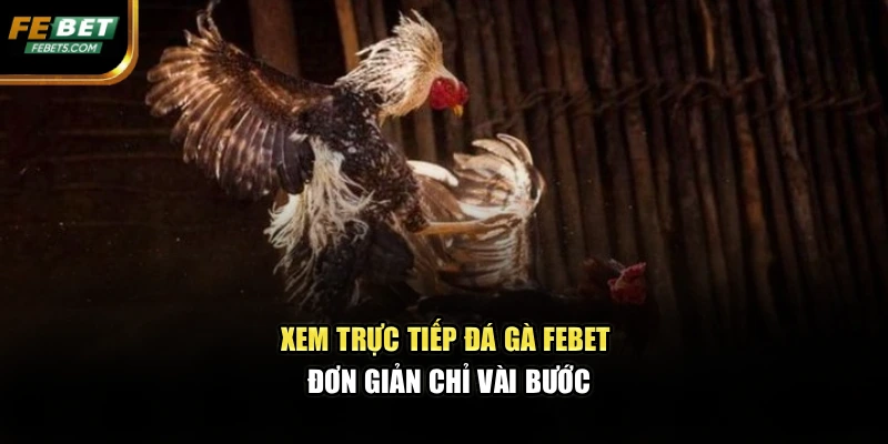 Xem trực tiếp đá gà FEBET đơn giản chỉ vài bước